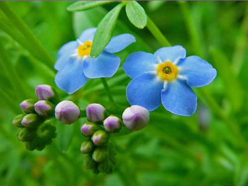 học cách sống chậm: Hình ảnh đẹp về hoa lưu ly xanh dùng làm hình nền