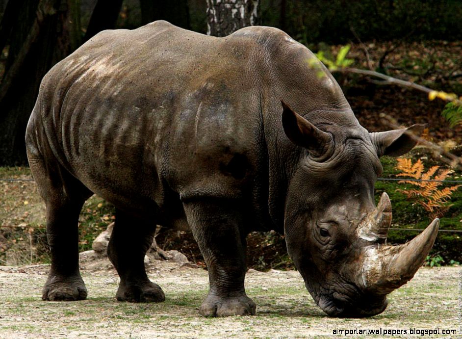 Javan Rhinoceros HD Wallpapers