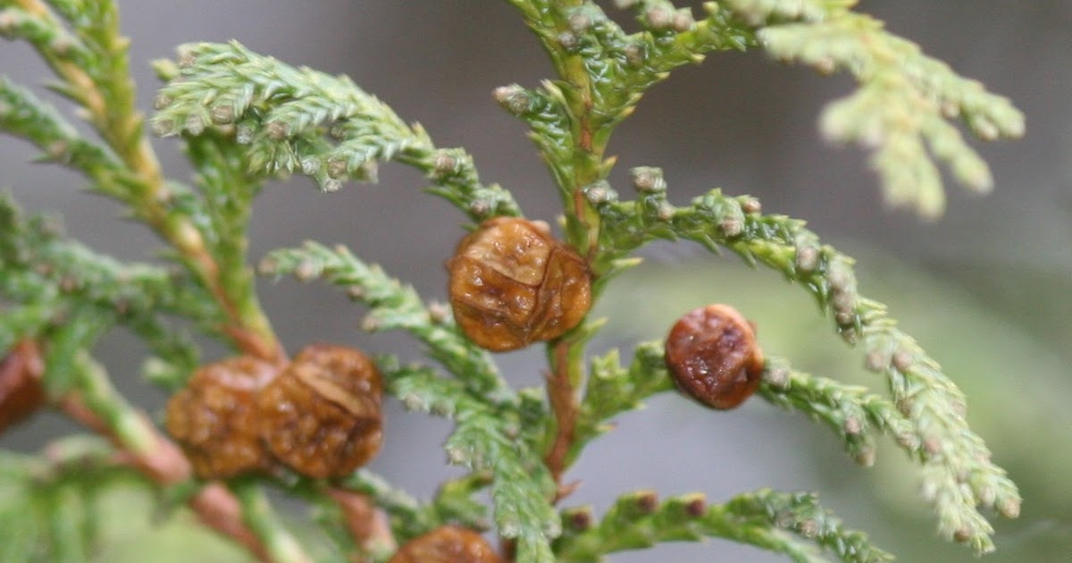 Phloem Here To There Learning Gymnosperms Chamaecyparis Cones