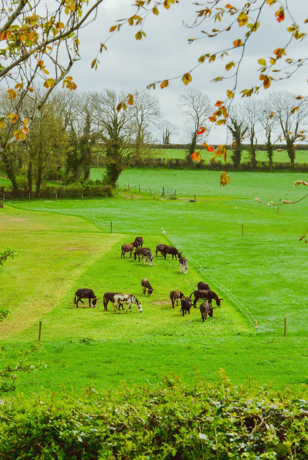 The Donkey Sanctuary Ireland ♥ Dolly Dowsie
