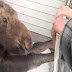 Baby Moose Stuck in Wooden Fence Gets Freed (See Video)