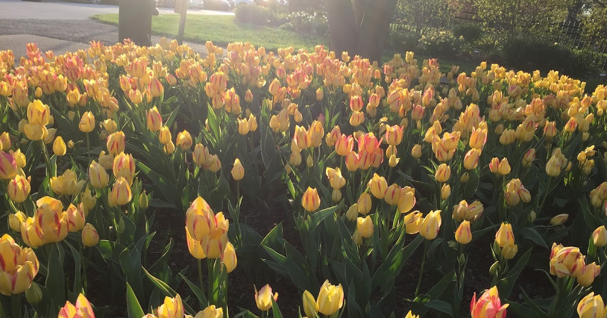 Cherry Blossom in Columbus, Ohio, USA greenforever