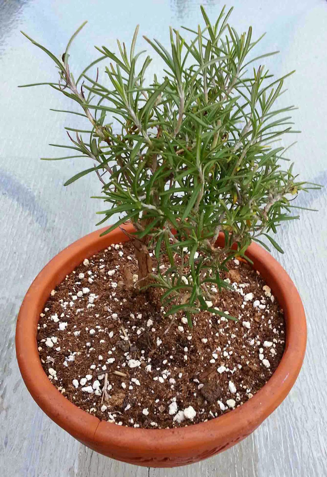 The Gardening Me Harvest Monday December 29, 2014