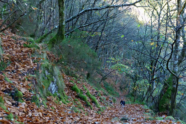 Bosque del Silencio - Villanueva de Oscos - Asturias Bosque del Silencio - Villanueva de Oscos - Asturias