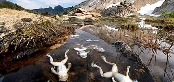 Fotos de muitos sapos mortos em lago