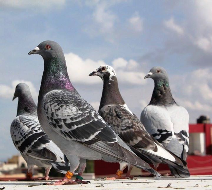 Imagenes De Palomas Mensajeras