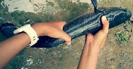 Umpan Ikan Gabus Alami Dan Racikan Paling Ampuh Hobinatang