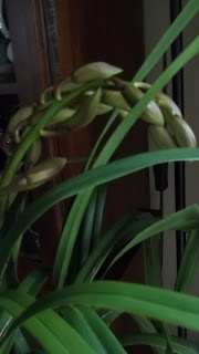 My Cooking and My Garden: Orchids- Cymbidium