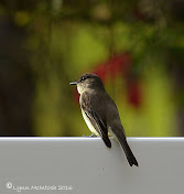 Eastern Phoebe