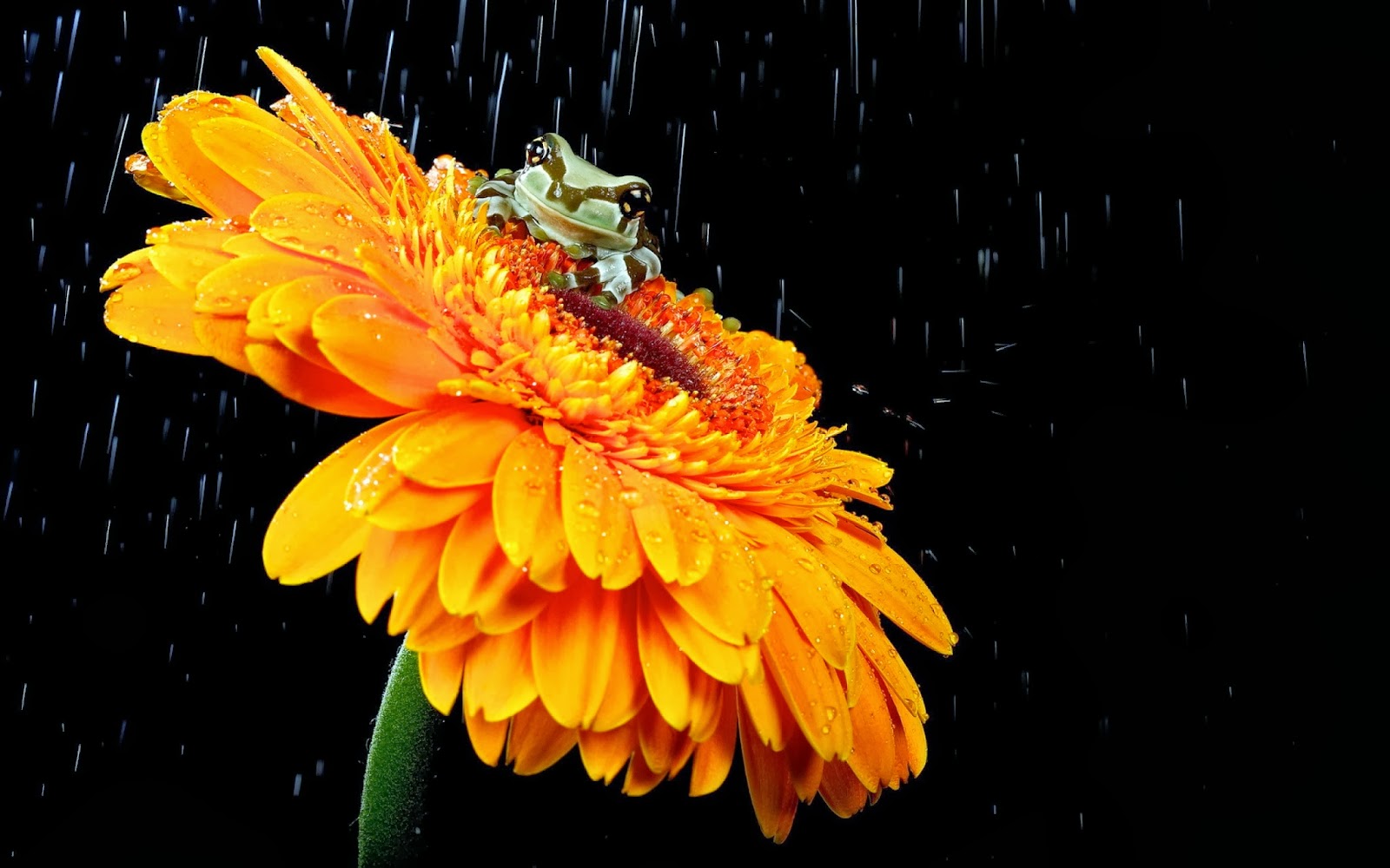 HD Wallpapers Inbox Raindrops Flower