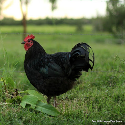 eight acres: guest post - Five more reasons to keep chickens, aside from eggs