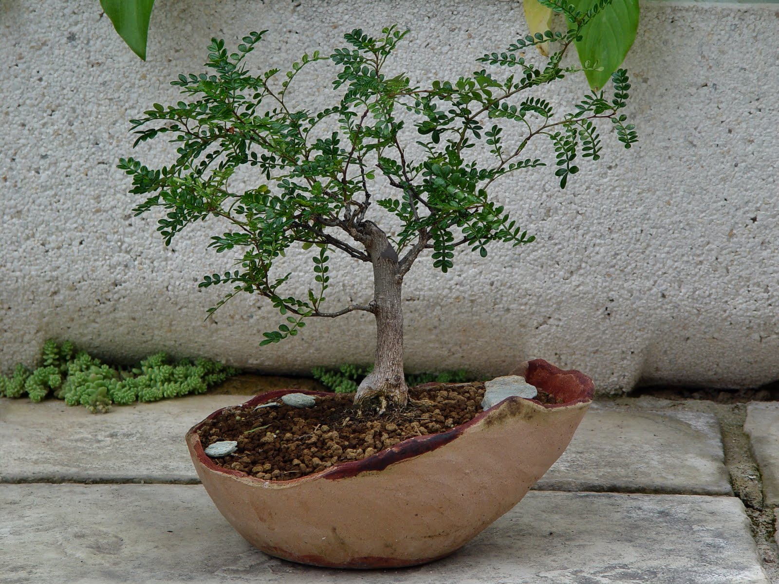 Acacia Xanthophloea Bonsai Contoh Bonsai