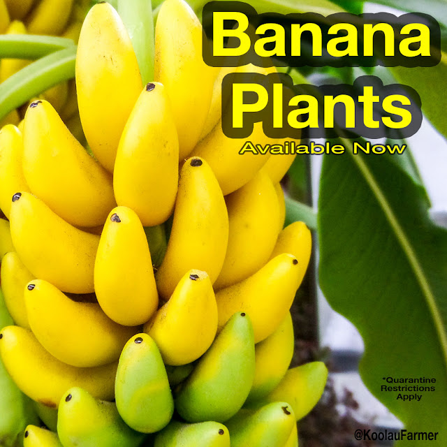 Daleys Fruit Tree Blog Buy Banana Plants New to Daleys Fruit Tree