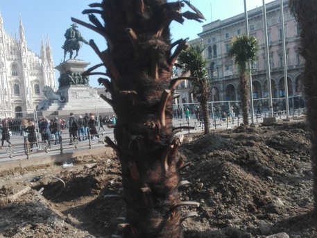 Milano, attentato incendiario in Piazza Duomo, date alle fiamme tre palme