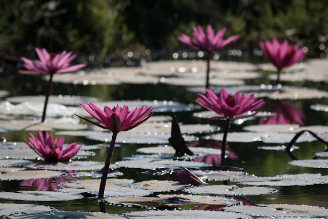 شاهد سحر بحيرة اللوتس الأحمر في تايلند I-visited-the-red-lotus-sea-in-Thailand-57b316443ae51__880
