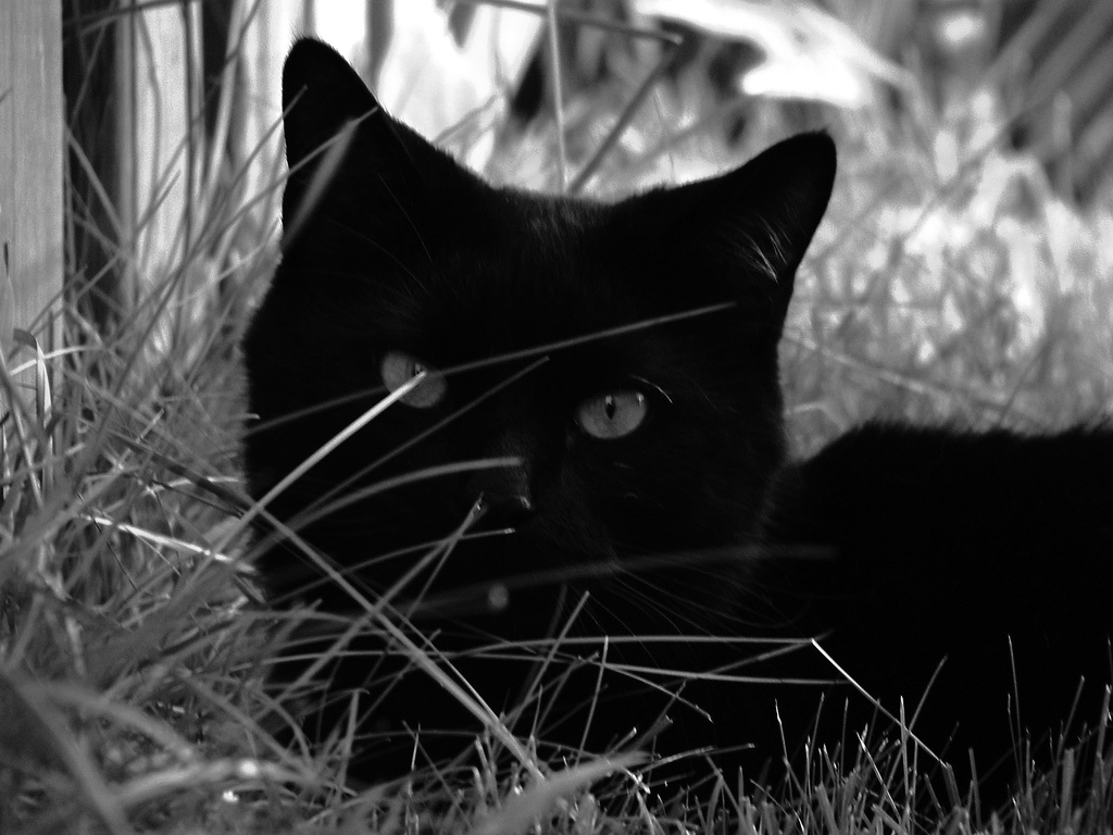 Брюнетка с черным котом. Черный кот думает. Черная кошка дома. Черные кошки в саду на природе.
