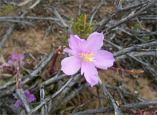 Anacampseros telephiastrum flower
