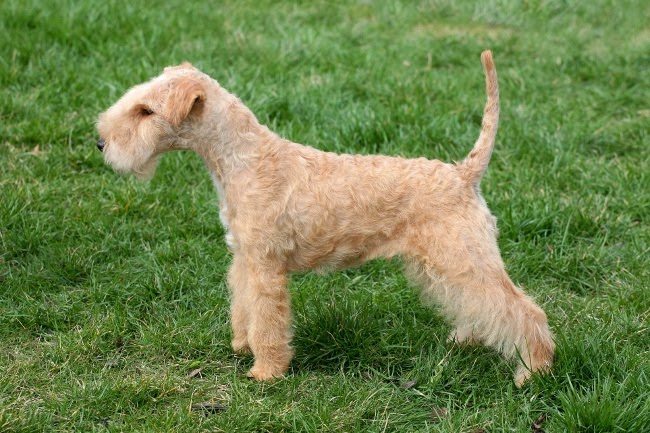 Psy rasy Lakeland terrier | Na psim tropie