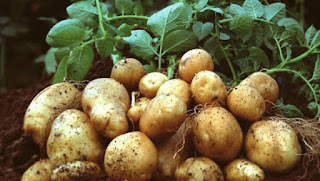 Daftar Makanan Penurun Darah Tinggi Yang Bisa Anda Coba