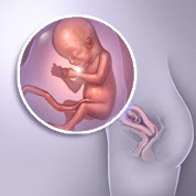 14 haftalık gebelik görüntüsü