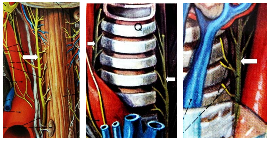 В защиту Библии: Гортанный нерв жирафа: доказательство эволюции?