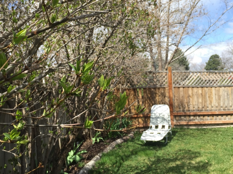 Zone 6 & 7 Garden Tasks for March | THE JOY BLOG