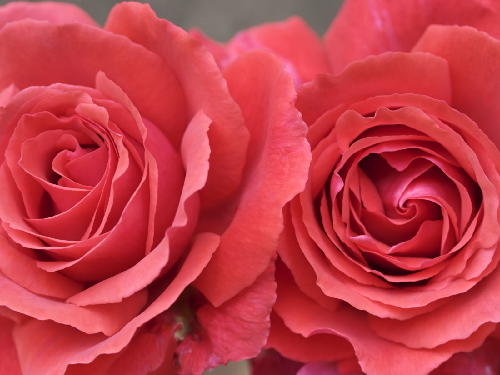 Wallpapers: Pink Roses