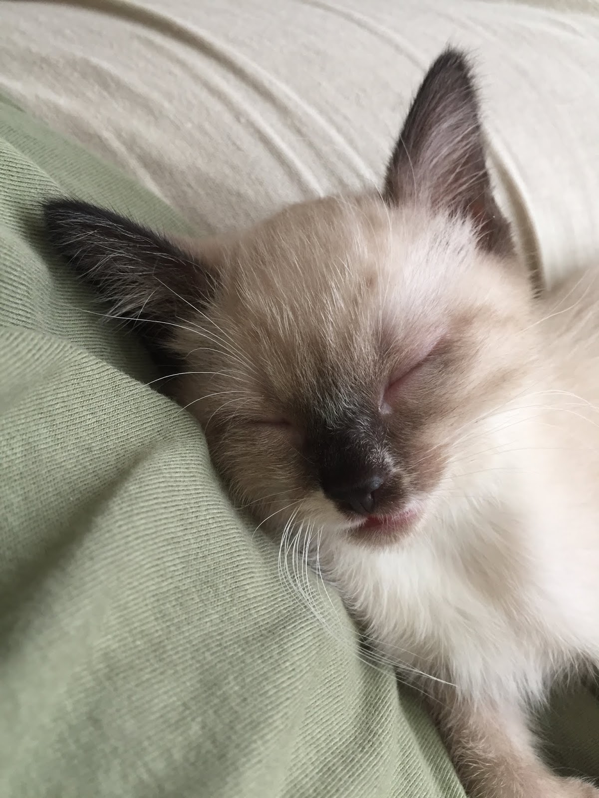 Greatly Blessed: So What Happened with the Foster Kittens??