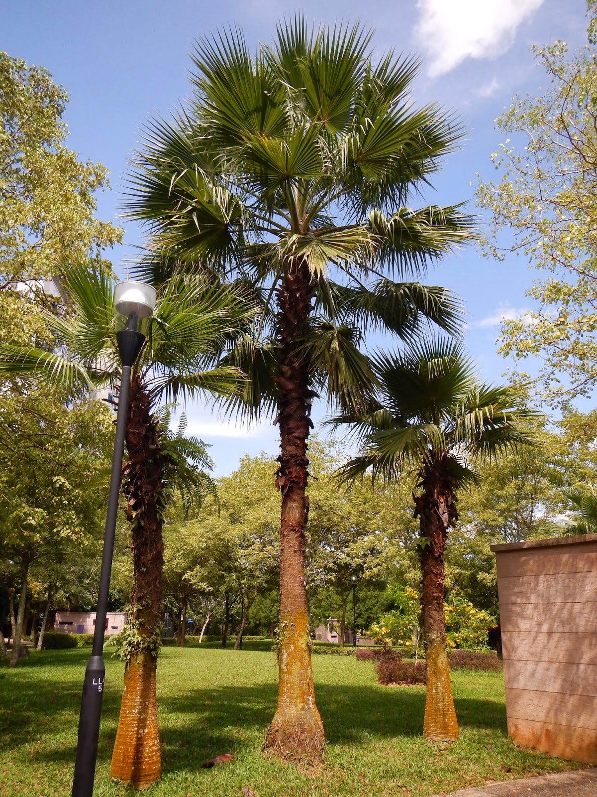 Montreal Green Park Washington Palm