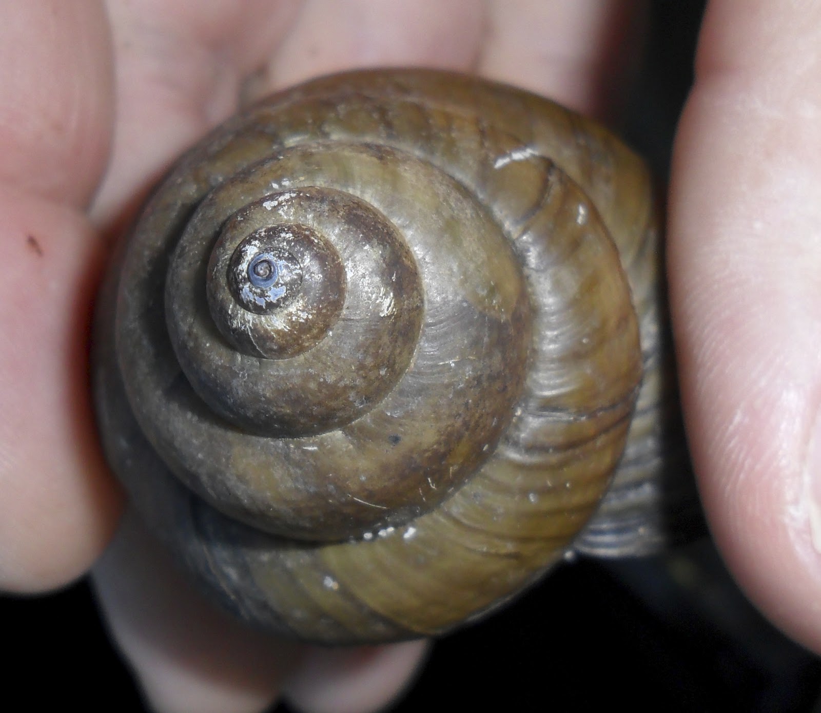 Exploriment Asian Mystery Snail