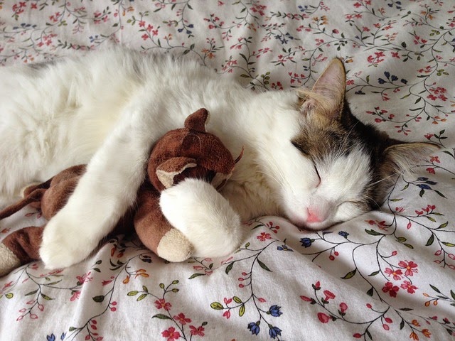 Fur Everywhere How To Encourage Your Cat To Exercise Fur Everywhere How To Encourage Your Cat To Exercise