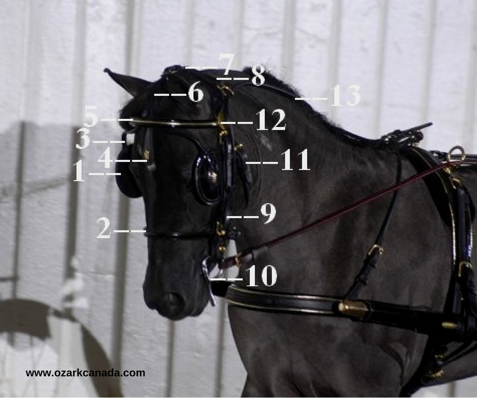 My Miniature Horse Obsession The Driving Bridle