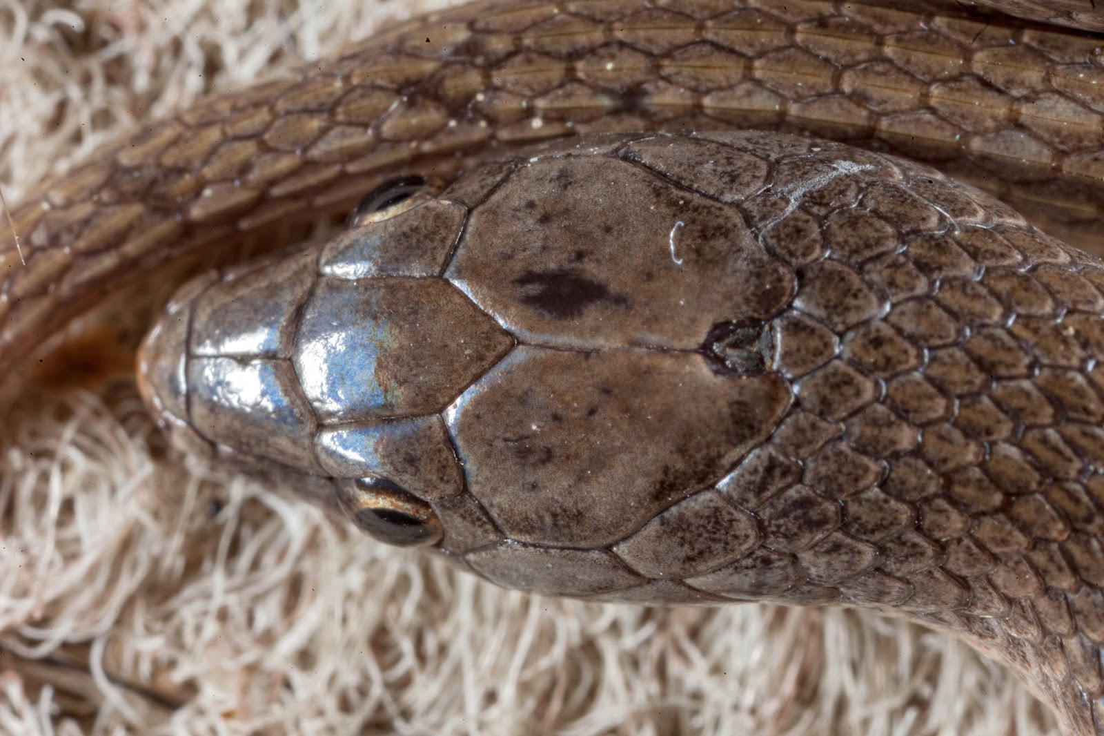 JaredDavidsonPhotography Smooth Earth Snake photographs