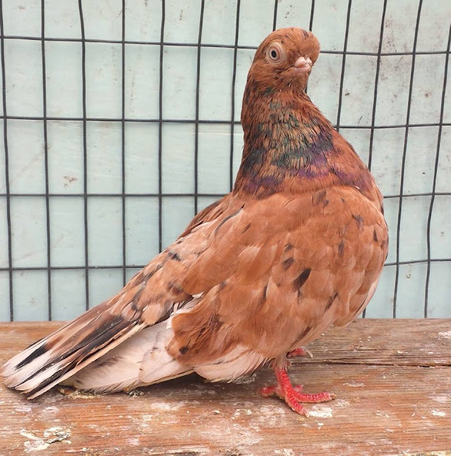 World of Pigeons and Doves English Short Faced Tumbler