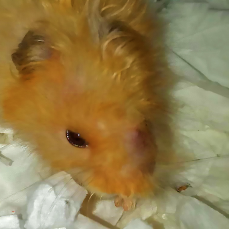 Veterinary, Photography and Travel Stories for vet students and pet