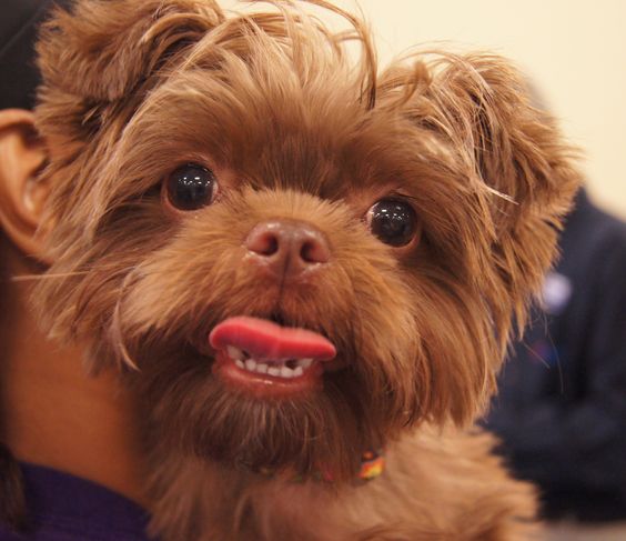 SHIH TZU LATINDO MUITO?