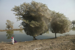 Spider+Web+Trees.jpg