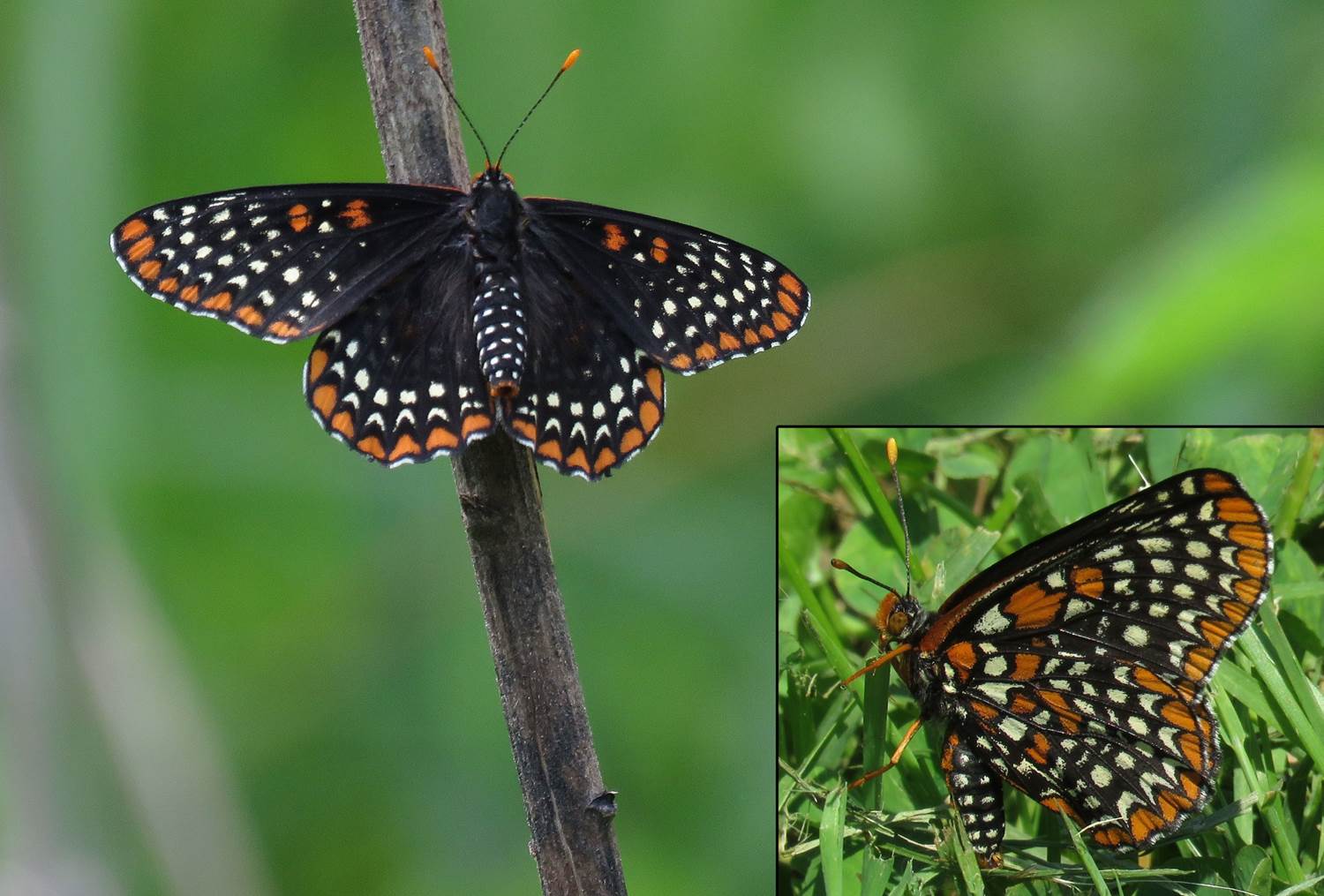 Around the Bend Looking back at 2015's Ohio Butterflies