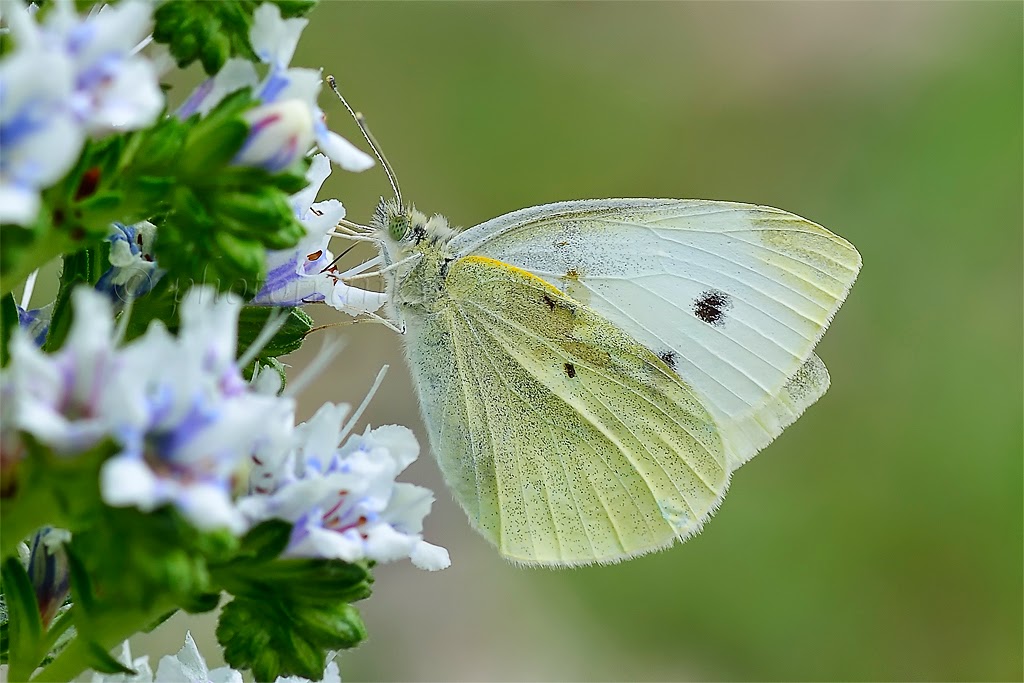 _FKY0559%2BPieris%2Brapae.jpg