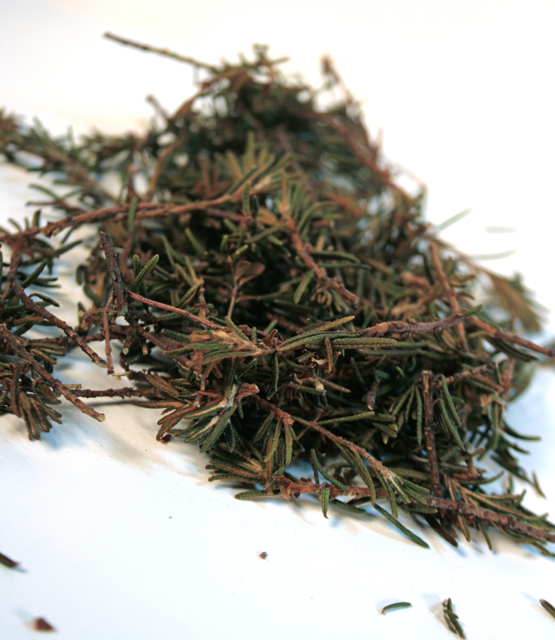 Stop and Smell the Lichen: Labrador Tea.....