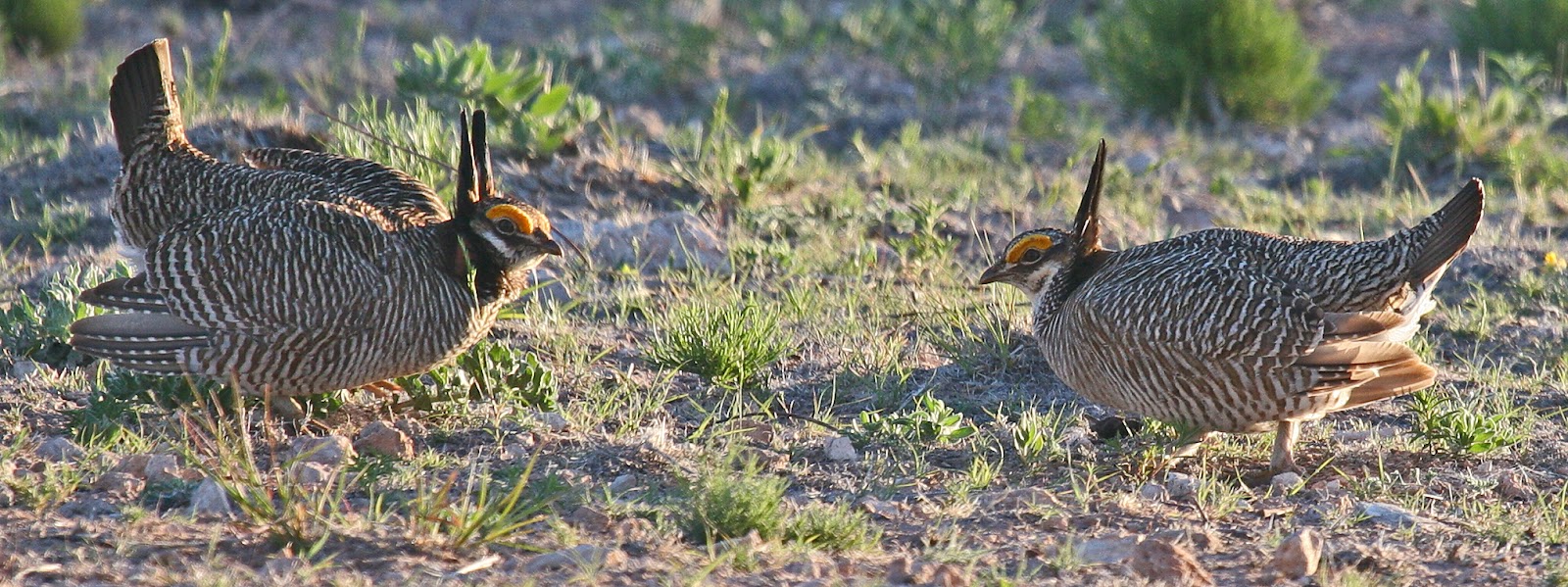 At Home on Azure Sky Lesser Prairie Chicken Capital of the World