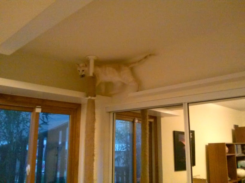 Cat Climbing Post And Skyway Ikea Hackers Bloglovin