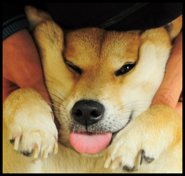Gorgeous Shiba Inu, what a silly doge squish!