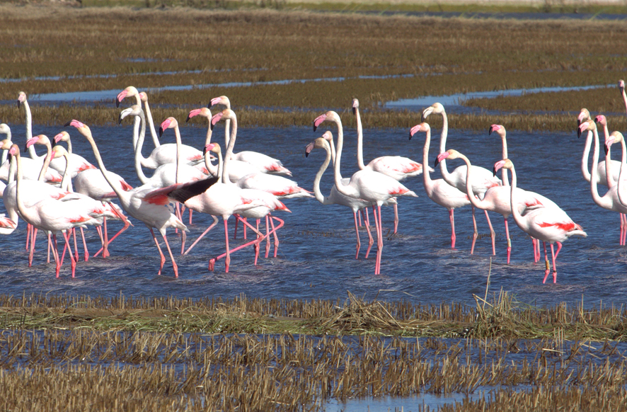 QUADERN DE NATURA: FLAMENCS A L'ALBUFERA DE VALÈNCIA
