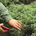 Ιωάννινα:Τον συνέλαβαν στη Δροσοπηγή για παράνομη κοπή αρωματικών φυτών 