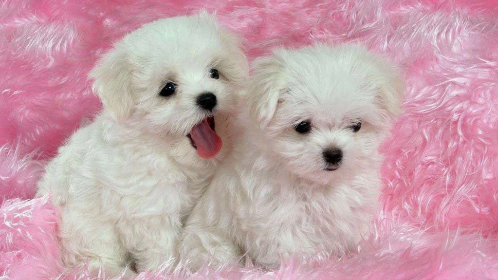 Cute Puppies and Dogs Images ~ Allfreshwallpaper