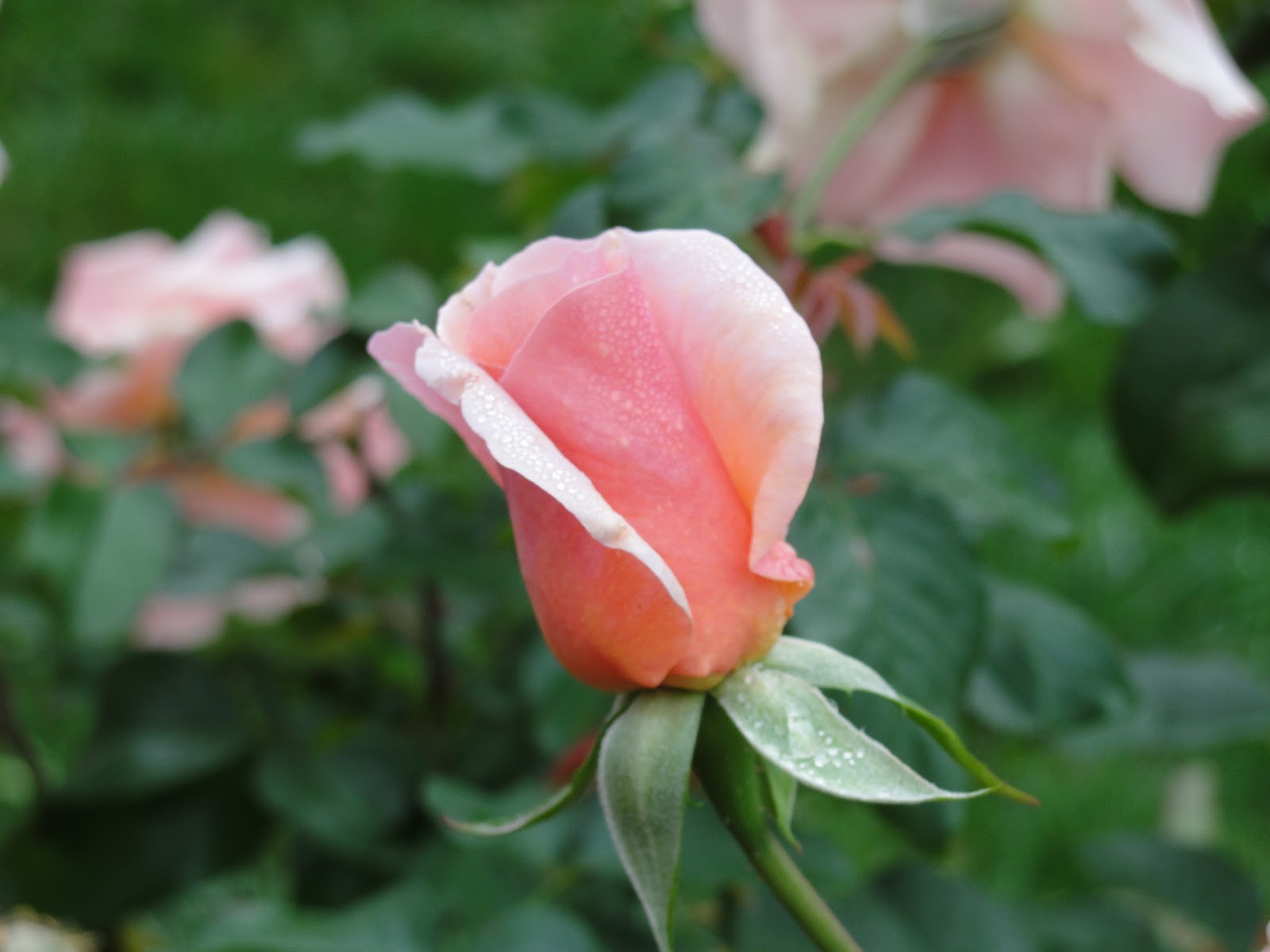 Lessons from the Garden Growing Roses Pleasant in Pennsylvania!