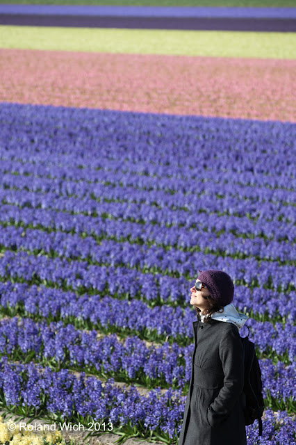 Dutch flower fields 2013