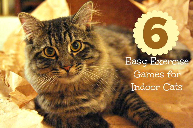 6 Easy Exercise Games for Indoor Cats Pawsitively Pets