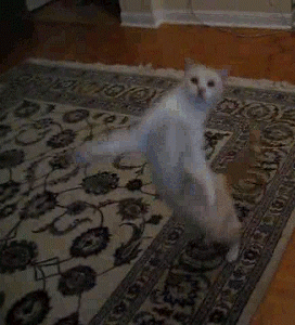 cat-excited-15.gif